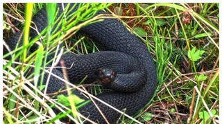 Vipere trasee montane