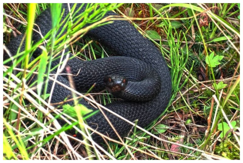 Vipere trasee montane