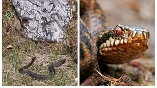 Șerpii veninoși s-au înmulțit pe traseele montane! Specialiștii îi averitizează pe aventurieri