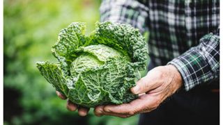 Preț varză rom&acirc;nească