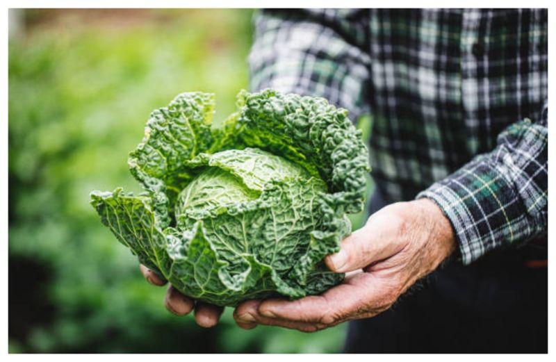 Preț varză românească