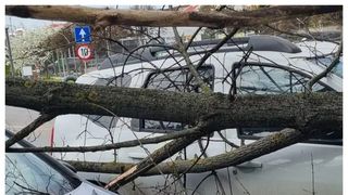 Alertă în București! Rafalele de vânt au spulberat mai mulți copaci pe mașini