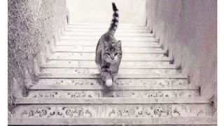 Test personalitate pisică