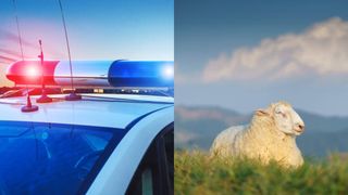 Motivul șocant pentru care un bărbat din Suceava ar fi fost reținut de polițiști! Este acuzat că a comis fapta &icirc;n mod intenționat