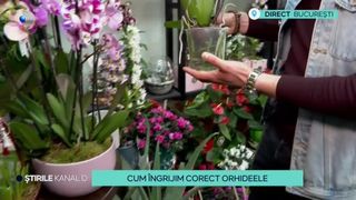 VIDEO - Cum îngrijim corect orhideele? Sfaturile specialiștilor în domeniu