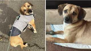 Patrocle, cel mai căutat cățel din Capitală, a fost văzut pentru prima dată de la dispariție! ,,Bucurați-vă cei care vă puteți bucura''