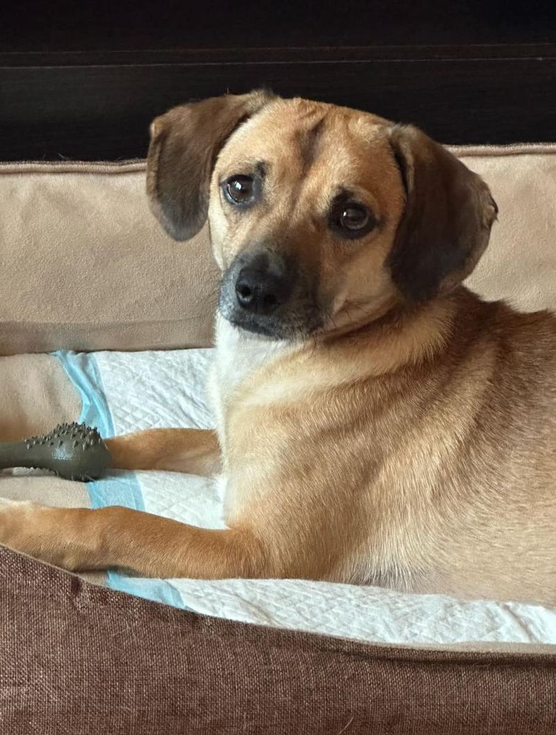 Patrocle, cel mai căutat cățel din Capitală, a fost văzut pentru prima dată de la dispariție