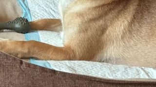 Patrocle, cel mai căutat cățel din Capitală, a fost văzut pentru prima dată de la dispariție