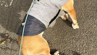 Patrocle, cel mai căutat cățel din Capitală, a fost văzut pentru prima dată de la dispariție