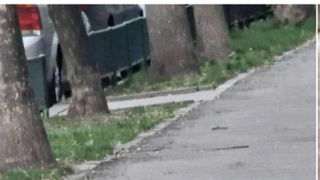 Patrocle, cel mai căutat cățel din Capitală, a fost văzut pentru prima dată de la dispariție