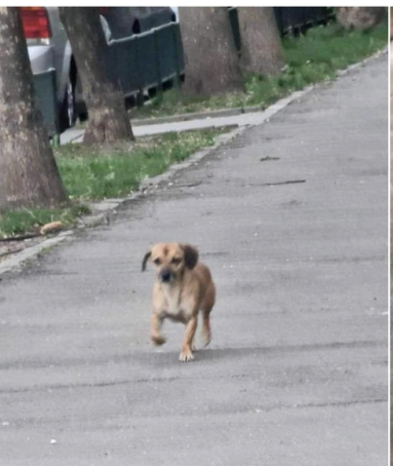 Patrocle, cel mai căutat cățel din Capitală, a fost văzut pentru prima dată de la dispariție