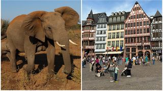 O țară din Africa amenință că va trimite 20.000 de elefanți &icirc;n Germania. "Nu este o glumă". Care e motivul?