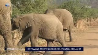 VIDEO- 20.000 de elefanți ar urma să ajungă &icirc;n Germania. Amenințarea lansată de Botswana!