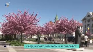 VIDEO- Spectacol de flori în Oradea. Cireșii japonezi, cu flori roz, au înflorit și oferă o priveliște de basm