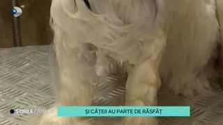 VIDEO- Cum arată o ședință de spa dedicată cățelușilor? Răsfățul absolut pentru necuvântăroare