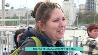 VIDEO- Delfinii se joacă aproape de țărm! Spectacolul mamiferelor a fost admirat de turiști