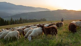 Noi informații &icirc;n cazul copilului care ar fi fost ținut captiv și pus la munci grele la st&acirc;ne, &icirc;n Brașov