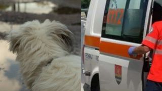 O fetiță de opt ani a fost muşcată de un câine, într-un parc din Cluj-Napoca. Copila a avut nevoie de îngrijiri medicale 