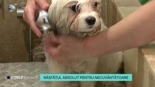 VIDEO - Răsfățul absolut pentru necuvântătoare. Micii blănoși au parte de ședințe la SPA