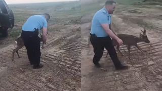 Jandarmii din Buzău au salvat un pui de căprioară! Unde a fost găsit animăluțul