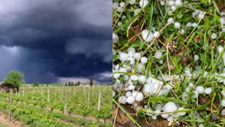 Cod galben vreme rea