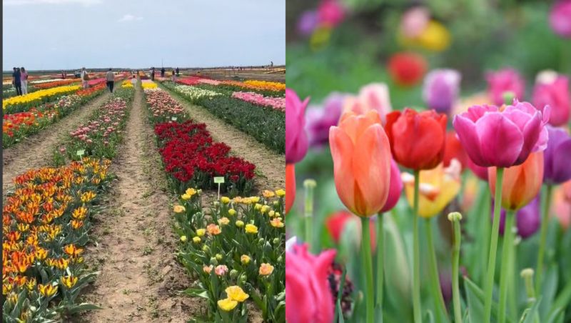 Câmp lalele România