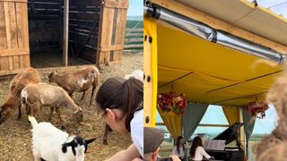 C&acirc;mp lalele Rom&acirc;nia