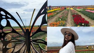 Unde se află cel mai mare c&acirc;mp de lalele din Rom&acirc;nia? Priveliștea te lasă fără suflare