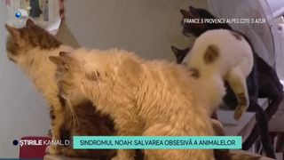 VIDEO - Bătrâni prinși cu 160 de pisici și câini în casă. Cu ce sancțiuni s-au ales?