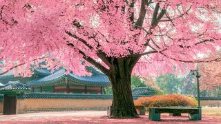 Au înflorit cireșii japonezi din Parcul Herăstrău! Cele mai frumoase imagini i cu acești arbori și cu florile lor de poveste