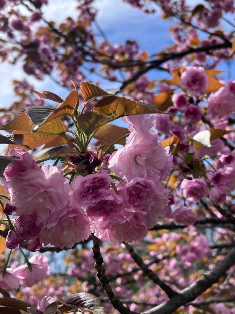 flori de cires sakura