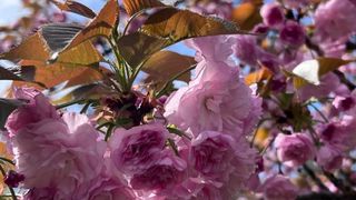 flori de cires sakura