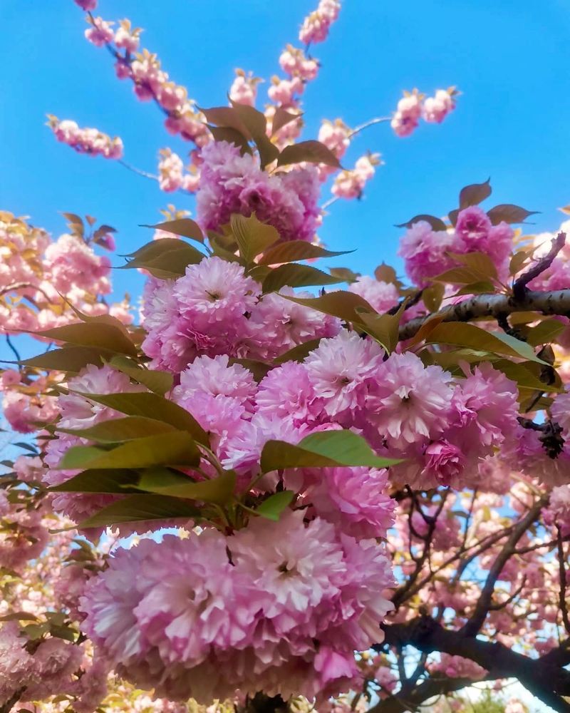 flori de cires sakura