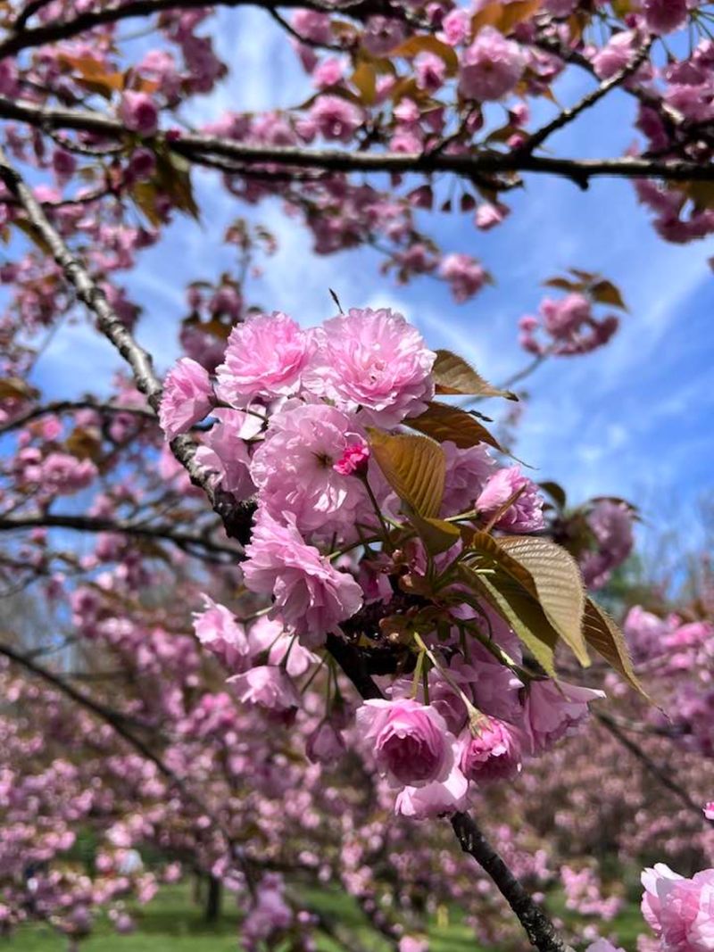 flori de cires sakura