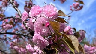 flori de cires sakura