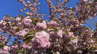 flori de cires sakura