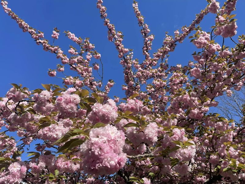 flori de cires sakura