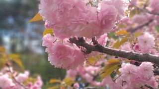 flori de cires sakura