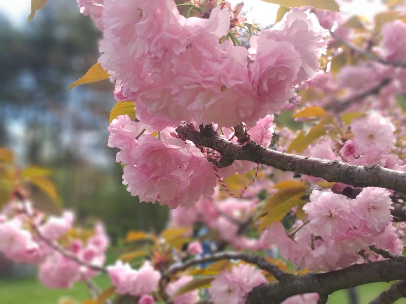 flori de cires sakura