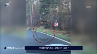 Ce spun specialiștii despre "lupul" din Poiana Brașov