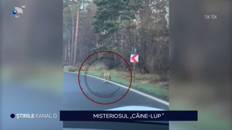 Ce spun specialiștii despre "lupul" din Poiana Brașov