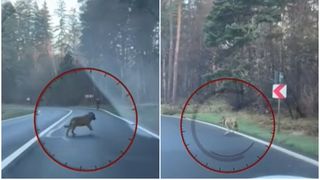 VIDEO. Ce era, de fapt, lupul care aleargă un biciclist la Poiana Brașov. "Pare obișnuit cu oamenii, nu are un comportament natural de părăsire rapidă a locului"