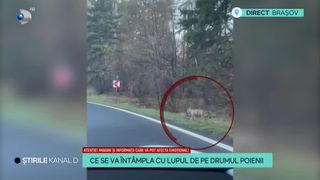 VIDEO - Ce se va &icirc;nt&acirc;mpla cu lupul de pe drumul Poienii? Animalul a fost filmat c&acirc;nd fugea după un biciclist