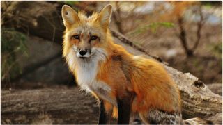 Vulpea a fost "cel mai bun prieten al omului" înainte de domesticirea câinilor și pisicilor. Descoperirea uluitoare a oamenilor de știință