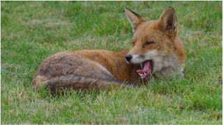 Vulpile, primul animal domesticit?