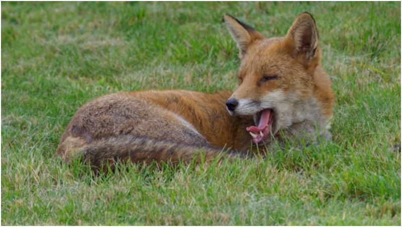 Vulpile, primul animal domesticit?