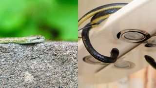 A fost alertă &icirc;n Drobeta Turnu Severin! Un pui de viperă a fost găsit &icirc;n baia unei clădiri de birouri