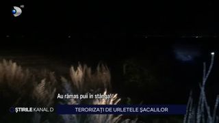 VIDEO - Cartier din Galați, terorizat de șacali. Oamenii nu mai pot dormi de spaimă. „Se aud din ce în ce mai aproape”