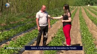 VIDEO - Patria lubenițelor devine raiul căpșunelor. &Icirc;n Călărași, Dolj, producătorii sunt m&acirc;ndrii de recoltele lor