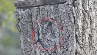 Iată soluția la testul de vedere